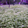 200 Organic BUCKWHEAT Fagopyrum Esculentum Grain Cover Crop Ground Cover Flower Vegetable Seeds