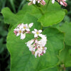 200 Organic BUCKWHEAT Fagopyrum Esculentum Grain Cover Crop Ground Cover Flower Vegetable Seeds