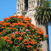 15 Red AFRICAN TULIP TREE (Fire Tree / Flame of the Forest / Fountain Tree) Spathodea Campanulata Seeds