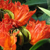 15 Red AFRICAN TULIP TREE (Fire Tree / Flame of the Forest / Fountain Tree) Spathodea Campanulata Seeds