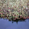 100 Perennial CRANBERRY American Vaccinium Macrocarpon Red Fruit Bush Seeds