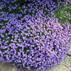 500 PURPLE ROCKCRESS Rock Cress Aubrieta Deltoidea Flower Seeds