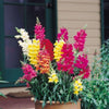 2000 BABY SNAPDRAGON Toadflax Linaria Maroccana Flower Seeds