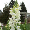 2000 BABY SNAPDRAGON Toadflax Linaria Maroccana Flower Seeds