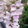500 PALE BEARDTONGUE Penstemon Pallidus Flower Seeds