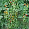 300 SMALL Red CHERRY TOMATO Lycopersicon Lycopersicum Fruit Vegetable Seeds