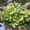 15 SOLOMONS SEAL Polygonatum Canaliculatum Flower Seeds