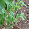 15 SOLOMONS SEAL Polygonatum Canaliculatum Flower Seeds