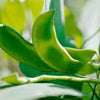 20 FORDHOOK LIMA BEAN Phaseolus Lunatus Bush Bean Vegetable Seeds