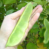 20 FORDHOOK LIMA BEAN Phaseolus Lunatus Bush Bean Vegetable Seeds