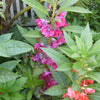 100 IMPATIENS (Balsam / Lady Slipper / Touch Me Not) Impatiens Balsamina Flower Seeds