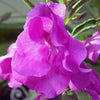 100 IMPATIENS (Balsam / Lady Slipper / Touch Me Not) Impatiens Balsamina Flower Seeds