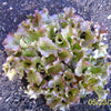 3000 CIMMARON Red ROMAINE LETTUCE Lactuca Sativa Vegetable Seeds