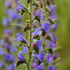 100 Blue VIPERS BUGLOSS Echium Vulgare Blue Flower Seeds
