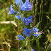 100 Blue VIPERS BUGLOSS Echium Vulgare Blue Flower Seeds