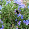 100 Blue VIPERS BUGLOSS Echium Vulgare Blue Flower Seeds