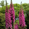 1000 PINK & PURPLE Mix FOXGLOVE Digitalis Flower Seeds