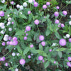 50 GLOBE AMARANTH MIX Gomphrena Globosa Mixed Colors Amaranthus Flower Seeds