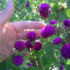 50 GLOBE AMARANTH MIX Gomphrena Globosa Mixed Colors Amaranthus Flower Seeds