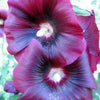 50 Mixed Colors HOLLYHOCK KING HENRY Viii Mix Alcea Rosea Flower Seeds