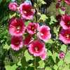 50 Mixed Colors HOLLYHOCK KING HENRY Viii Mix Alcea Rosea Flower Seeds