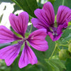 20 MAURITANIAN MALVA Mallow Malva sylvestris var. mauritania Flower Seeds