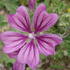 20 MAURITANIAN MALVA Mallow Malva sylvestris var. mauritania Flower Seeds