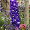 500 Purple ROCKET LARKSPUR DELPHINIUM Ajacis Consolida Flower Seeds
