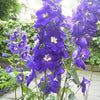 500 Purple ROCKET LARKSPUR DELPHINIUM Ajacis Consolida Flower Seeds