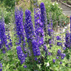 500 Purple ROCKET LARKSPUR DELPHINIUM Ajacis Consolida Flower Seeds