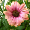 25 SALMON AFRICAN DAISY Dimorphotheca Sinuata Apricot Flower Seeds