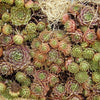 25 MIXED HENS & CHICKS Chickens Succulent (Live Forever) Sempervivum Flower Seeds