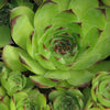 25 MIXED HENS & CHICKS Chickens Succulent (Live Forever) Sempervivum Flower Seeds