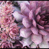 25 MIXED HENS & CHICKS Chickens Succulent (Live Forever) Sempervivum Flower Seeds