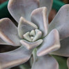 25 MIXED HENS & CHICKS Chickens Succulent (Live Forever) Sempervivum Flower Seeds