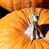 50 JACK O LANTERN PUMPKIN Cucurbita Maxima Vegetable Seeds