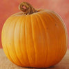 50 JACK O LANTERN PUMPKIN Cucurbita Maxima Vegetable Seeds