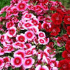 500 MIXED Colors SWEET WILLIAM Dianthus Barbatus Color Mix Red White Pink Bicolor Flower Seeds