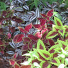 100 Mixed Colors COLEUS RAINBOW MIX Shade Houseplant Solenostemon Flower Seeds