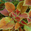 100 Mixed Colors COLEUS RAINBOW MIX Shade Houseplant Solenostemon Flower Seeds