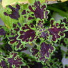 100 Mixed Colors COLEUS RAINBOW MIX Shade Houseplant Solenostemon Flower Seeds