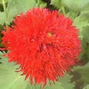 100 Red OASE PEONY POPPY Papaver Peoniflorum Double Flower Seeds