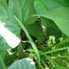 50 FRENCH Blue Lake POLE BEAN Phaseolus Vulgaris Vegetable Seeds