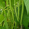 50 FRENCH Blue Lake POLE BEAN Phaseolus Vulgaris Vegetable Seeds