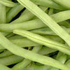 50 FRENCH Blue Lake POLE BEAN Phaseolus Vulgaris Vegetable Seeds