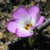 1000 MOUNTAIN PHLOX (California Phlox) Linanthus Grandiflorus Flower Seeds