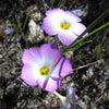 1000 MOUNTAIN PHLOX (California Phlox) Linanthus Grandiflorus Flower Seeds