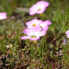 1000 MOUNTAIN PHLOX (California Phlox) Linanthus Grandiflorus Flower Seeds