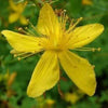 1500 Great SAINT JOHNS WORT St John's Hypericum Pyramidatum Yellow Flower Herb Seeds