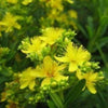 1500 Great SAINT JOHNS WORT St John's Hypericum Pyramidatum Yellow Flower Herb Seeds